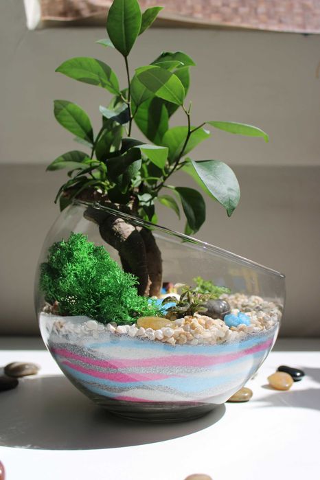 Флорариум с бонсай - подарък за рожден ден и др поводи