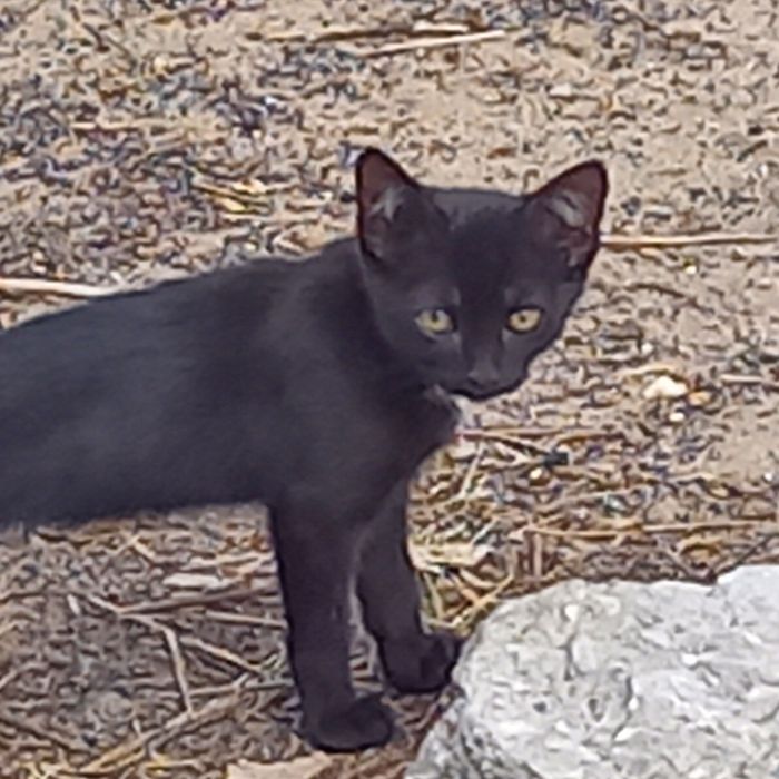 Отдам котят 1.5 месц