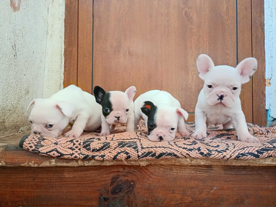 Френски булдог кученца