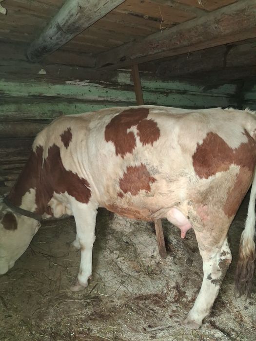 Vand vaca la garanțe