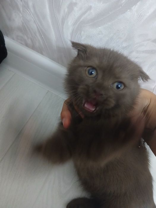 Scottish fold mushuk sotiladi