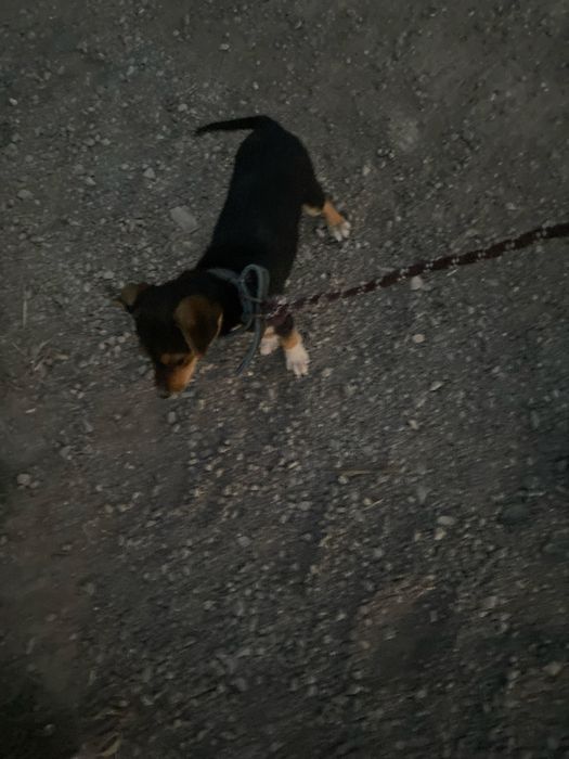 щенок умный прирученный