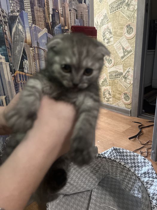 Котенок шотландец британец