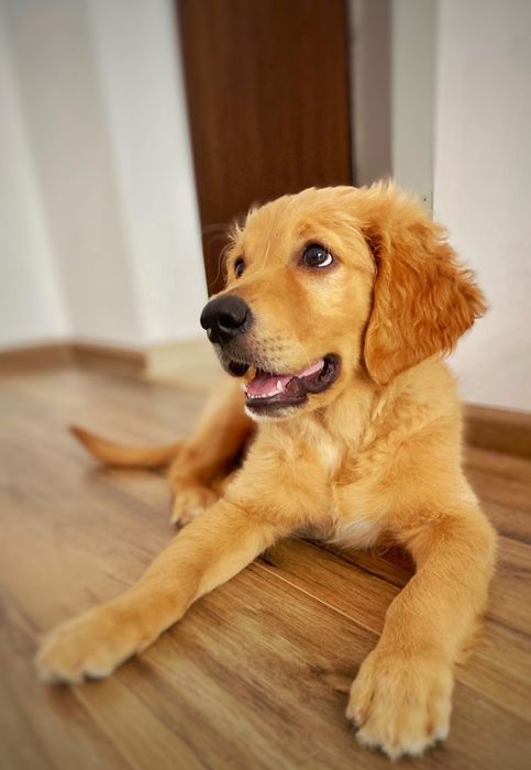 Golden retriever rosu
