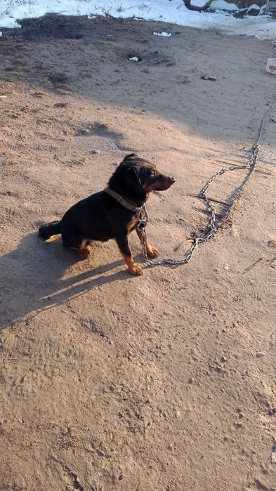 Ахотник ит бар жас 2