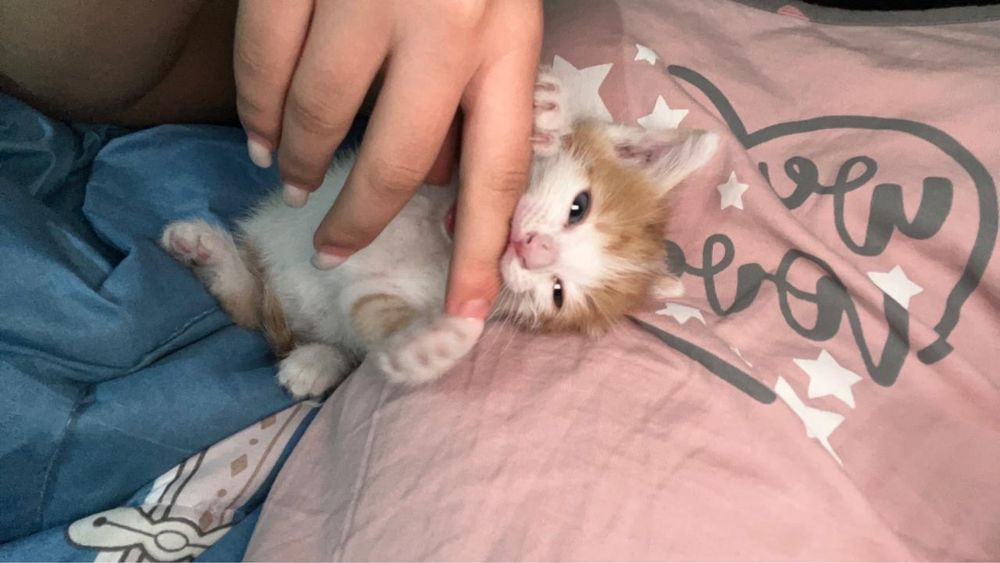 Котенок мальчик в хорошие руки