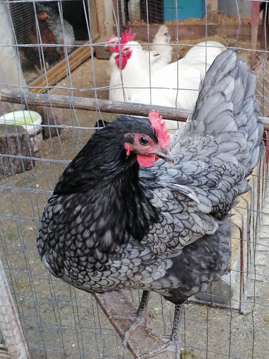 Ouă pentru incubat din rasa austrolop