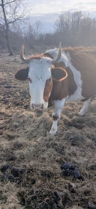 Vand vaca ,buna de lapte ,gestanta.