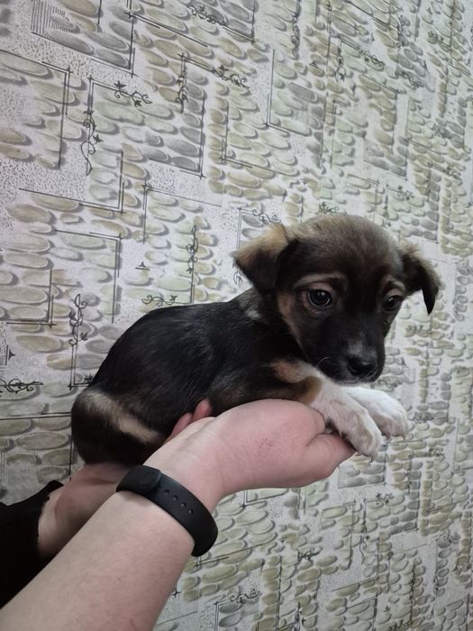 Ищут дом 4 щенка-мальчика