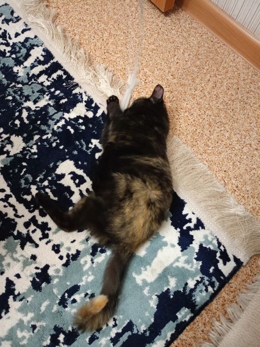 Котенок хорошие руки