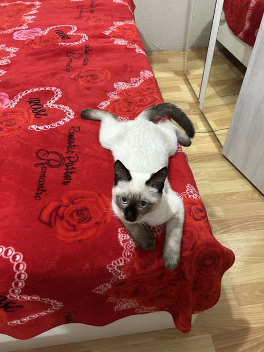 Кот в добрые руки