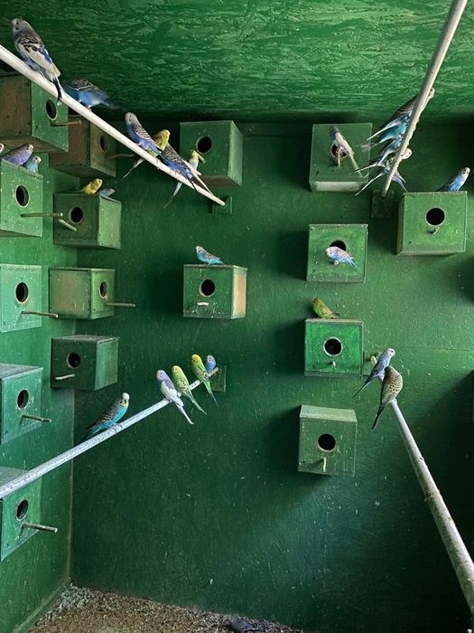 Vand peruși din crescatoria proprie