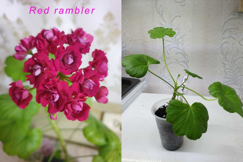 Пеларгония сортовая