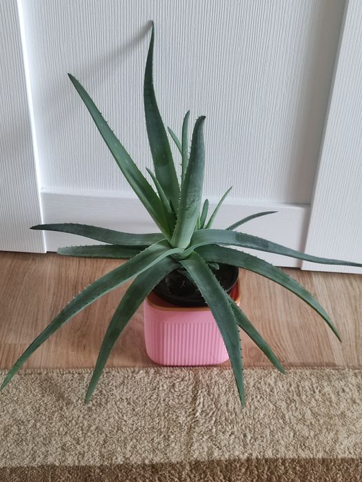 Алоэ лечебное  2500      .