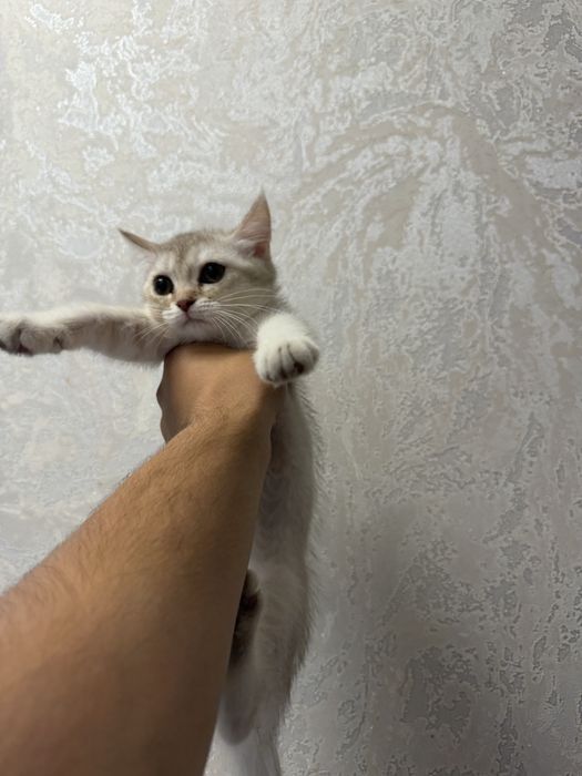 Кошка Кошки Котята