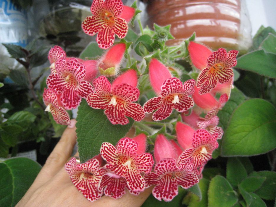 Kohleria , 8 butasi cu Radacina -culori mixte