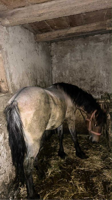 Vand manz de un an si 3 luni