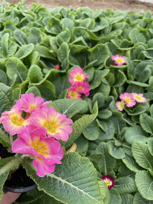 Цветя за 8 - ми март