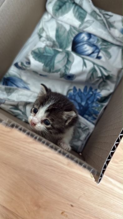 Отдам Котёнка в хорошие руки, возраст 1 месяц
