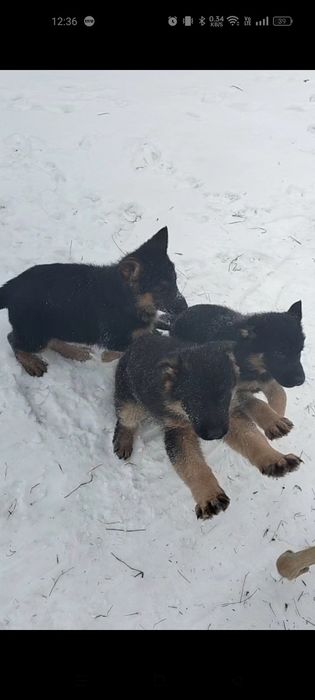 Щенки немецкой овчарки