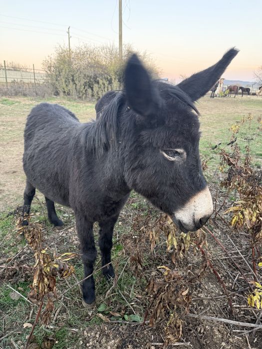 Продавам магарета