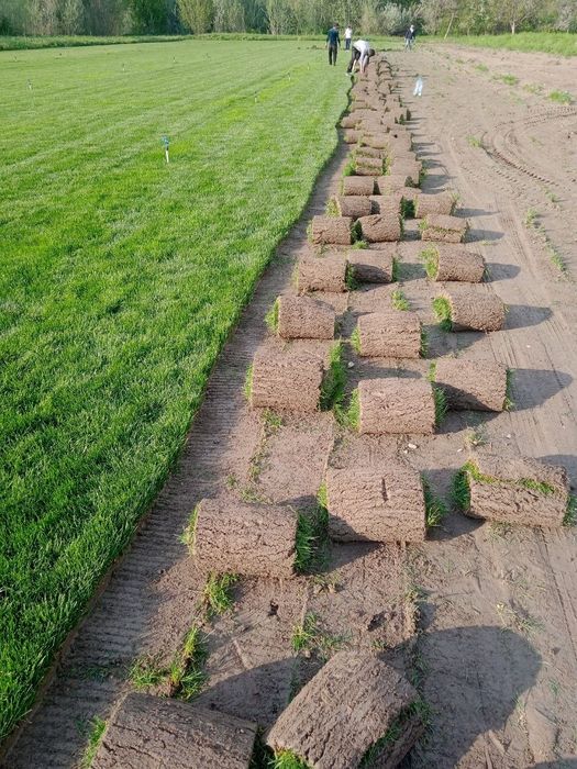 Газон ландшафтный дизайнер