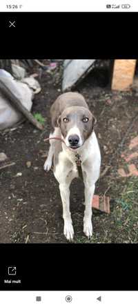 Borzoi olx best sale