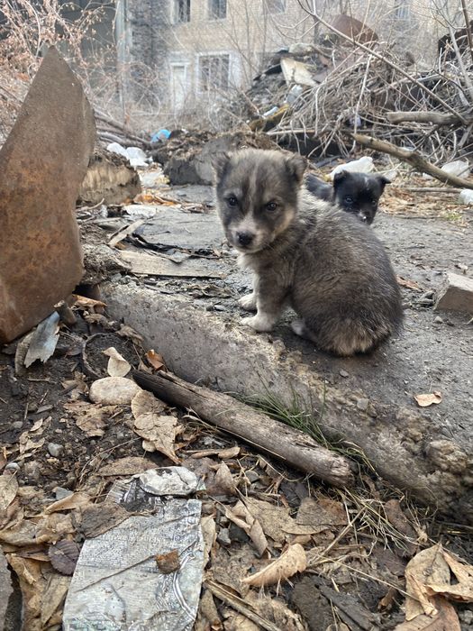Щенки дворняги малыши