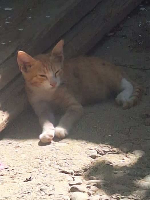 Котята бесплатно