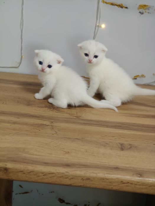 Шотландские котята с разными глазами .