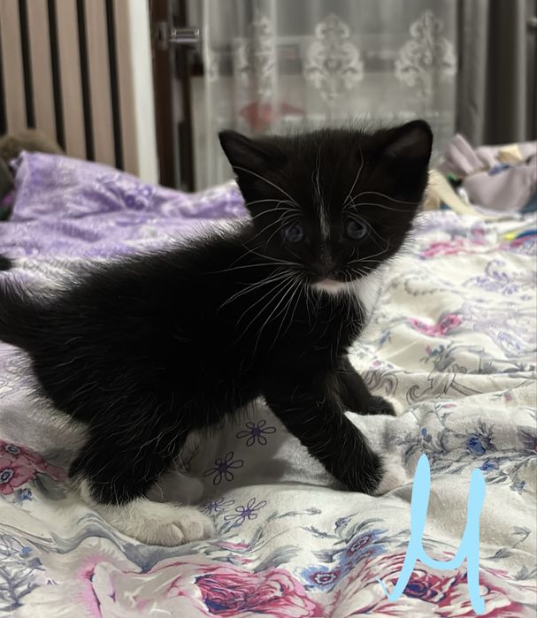 отдаем котят в добрые руки