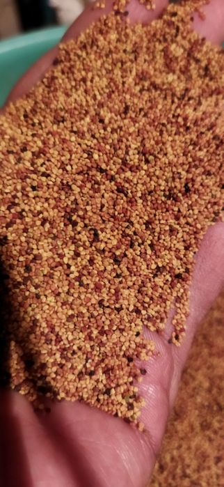 Декоративный клевер.скидки