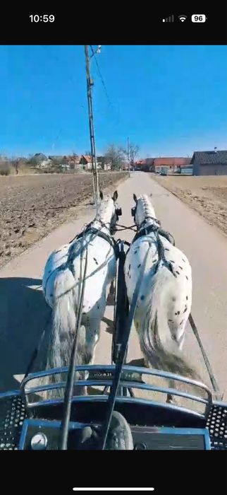 De Vanzare Pereche Cai APPALOOSA