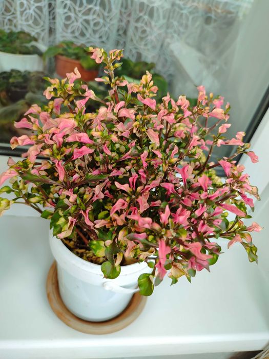 Продам комнатные цветы