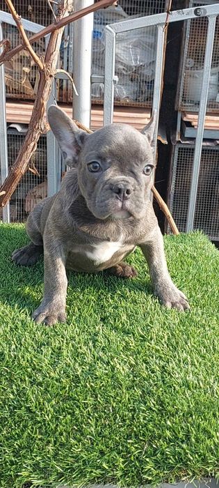 Красивые французики