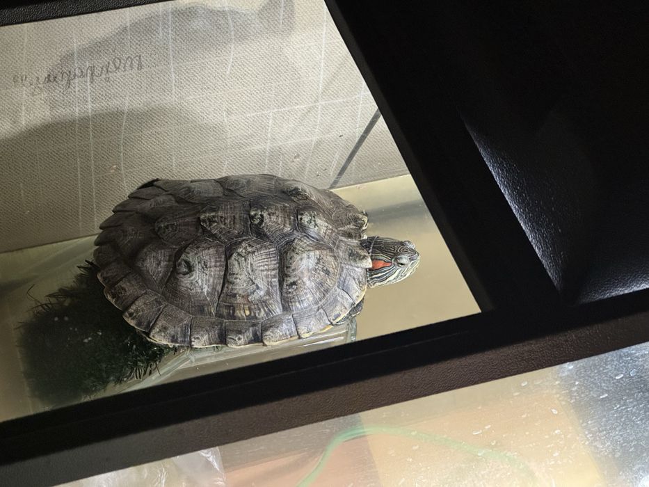 Продам черепаху в комплекте