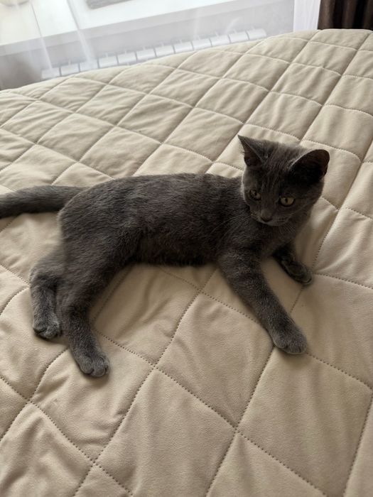 Отдам котенка в добрые руки