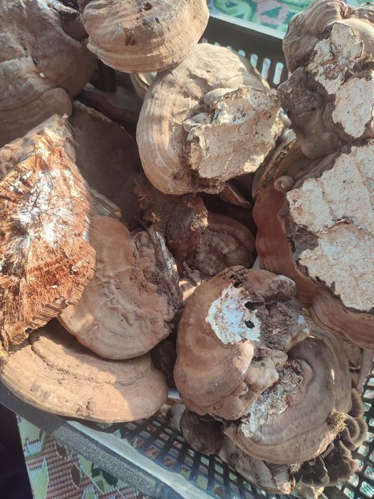 Ganoderma lucidum și aplanatum uscata