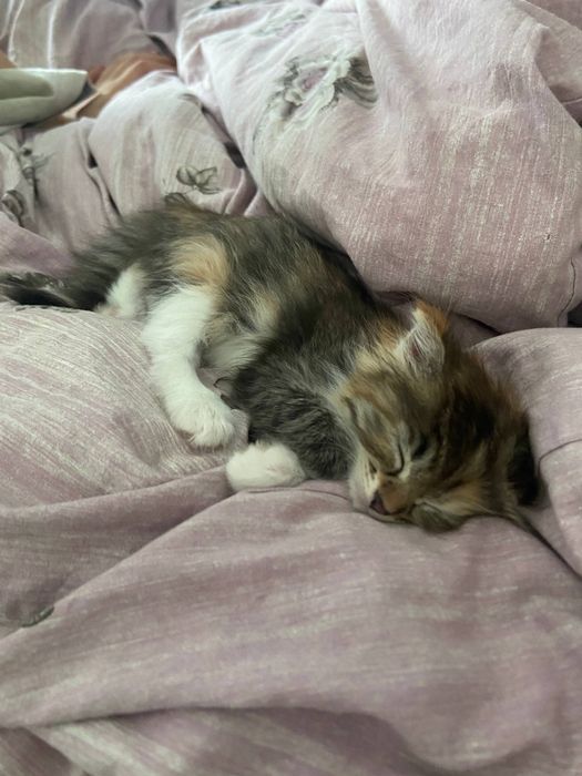 Передержка животных в Алматы