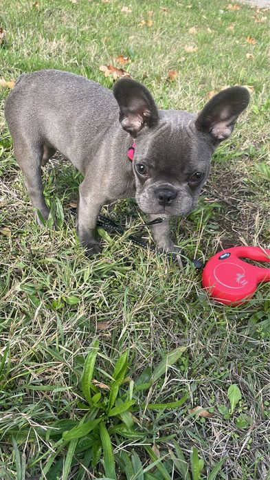 Френски булдог женски сив 6 месечен