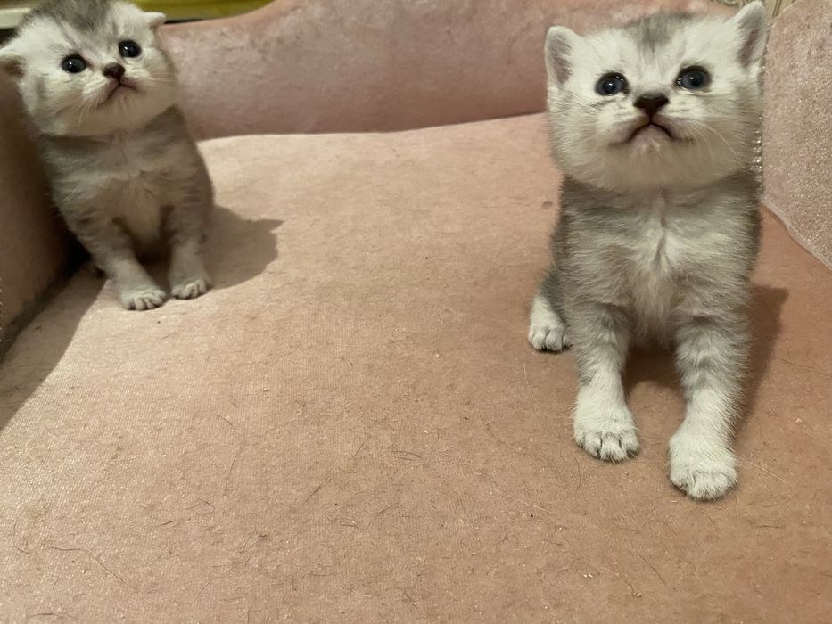 Шотландские шиншилята мальчики