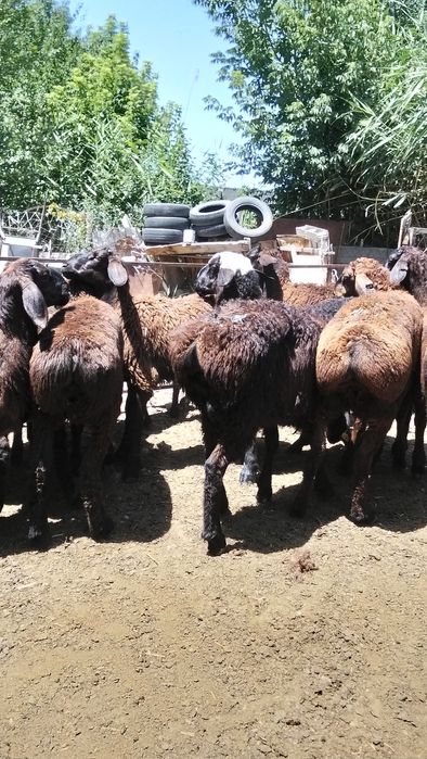 Кисарски козы кошкар сатлады