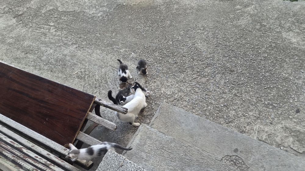 Безплатно котета