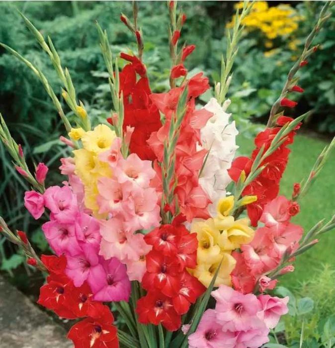 Vand mix bulbi gladiole