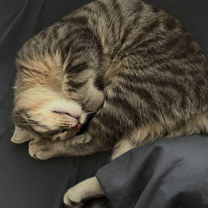 Кот котенок мальчик в самые любящие руки