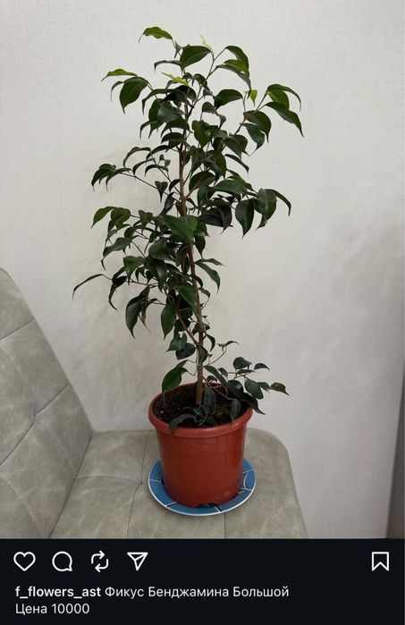 Домашные цветы от 3000 тг