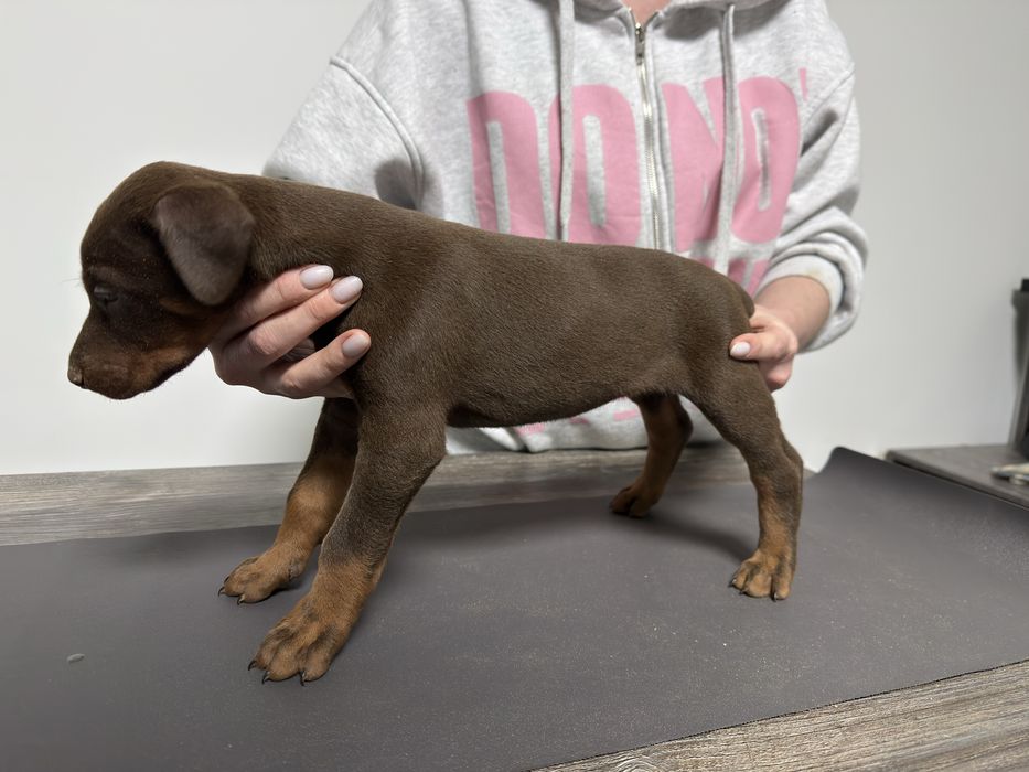 Щенки добермана коричневые и черные