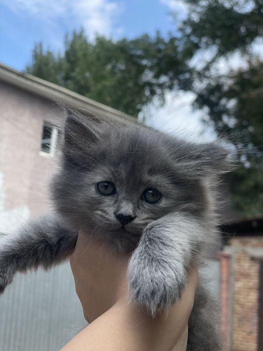 Отдам котенка в добрые руки