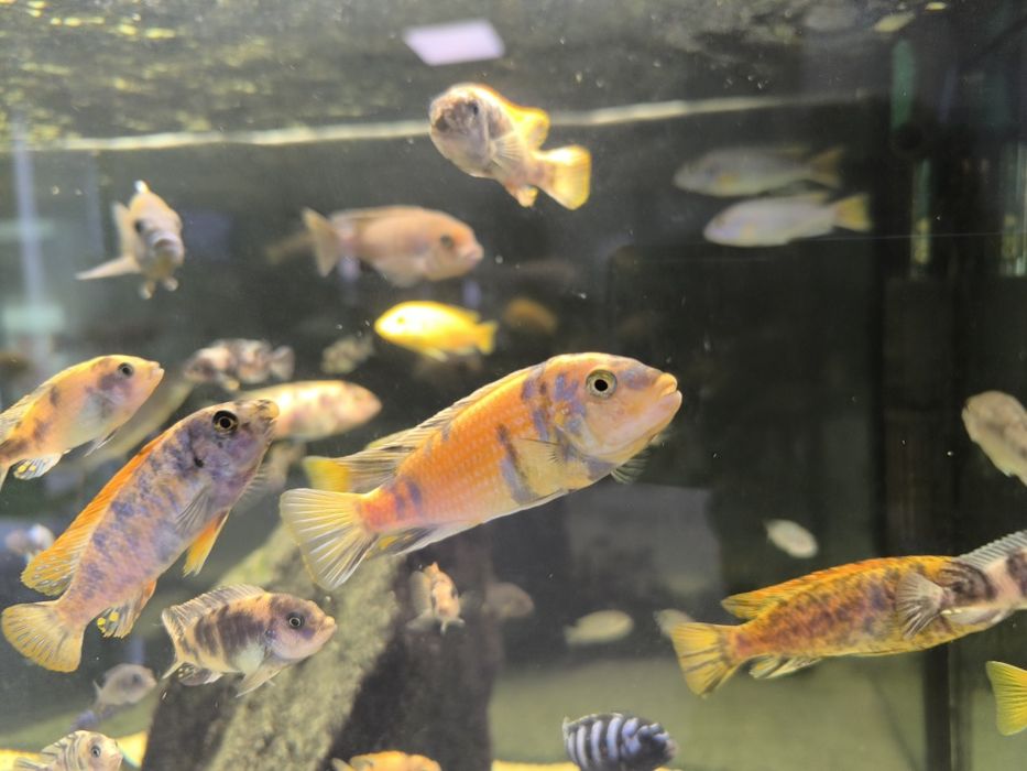 Африкански цихлиди