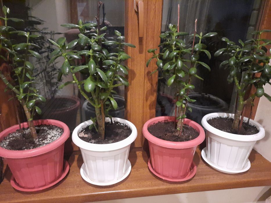 Продам денежное дерево